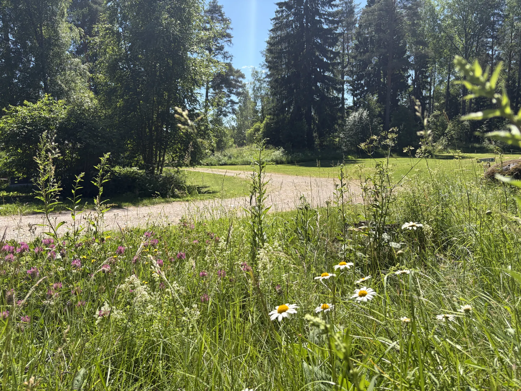 Wildflower meadow at Taika Camping